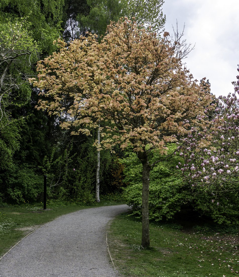 Klon jawor  BRILLIANTISSIMUM szczepiony - 2