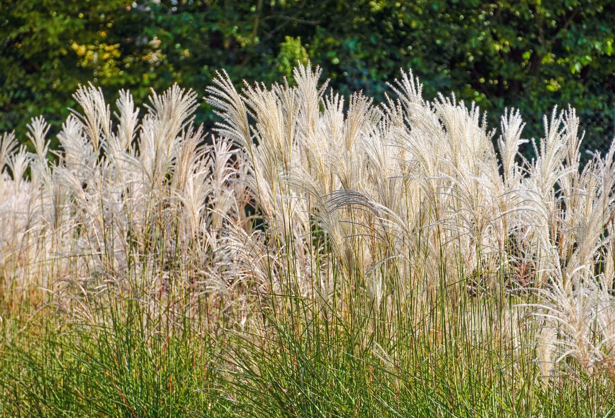 Miskant chiński NISHIDAKE - 2