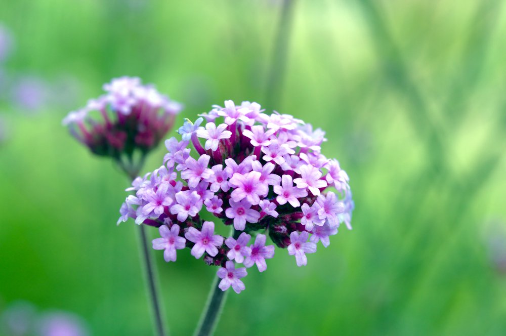 Werbena PATAGOŃSKA - 2