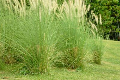 Miskant chiński SARABANDE