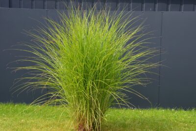 Miskant chiński BALLERINA