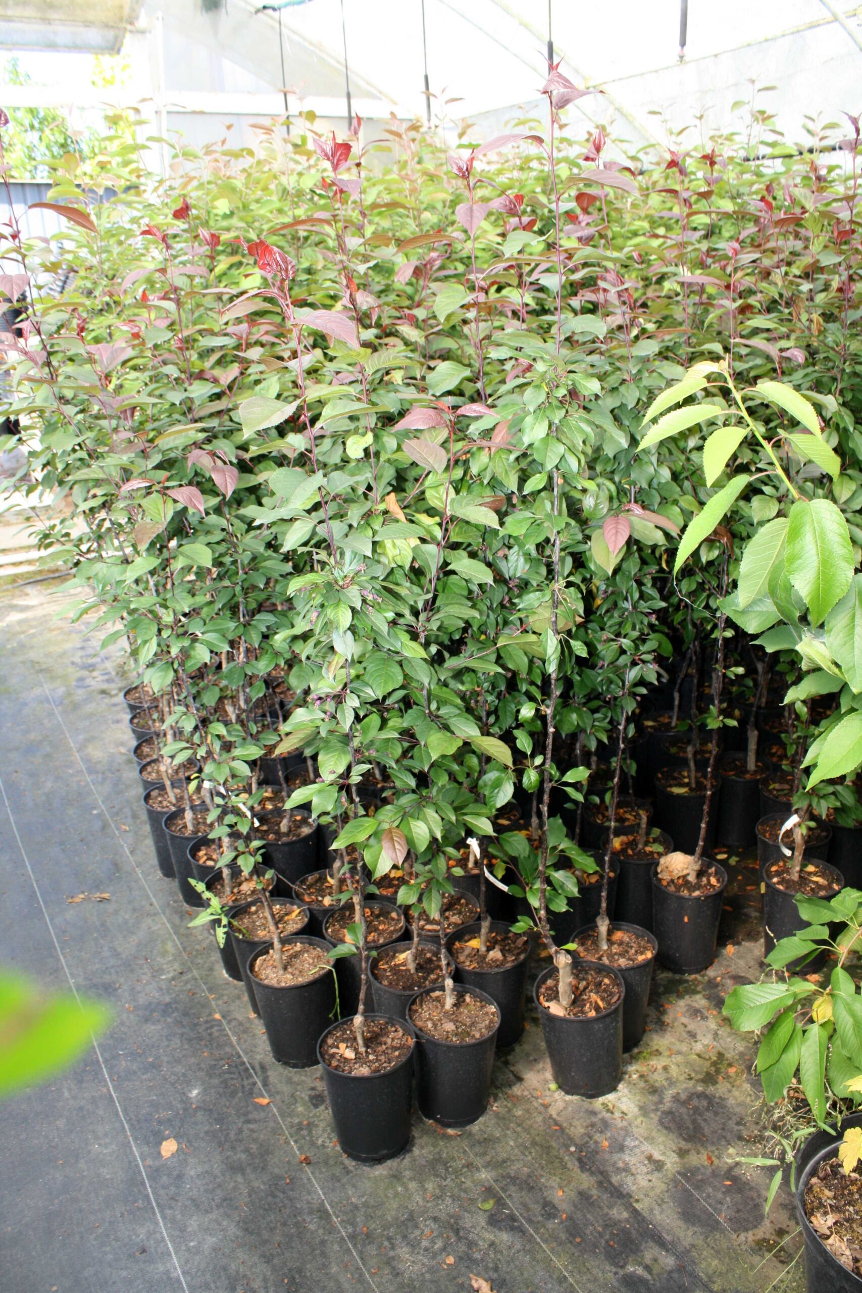 Jabłoń rajska ozdobna ROYALTY - 5