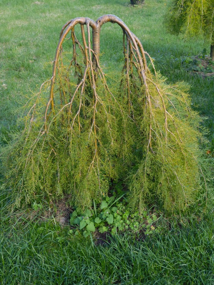 Karagana syberyjska WALKER 80cm - 2