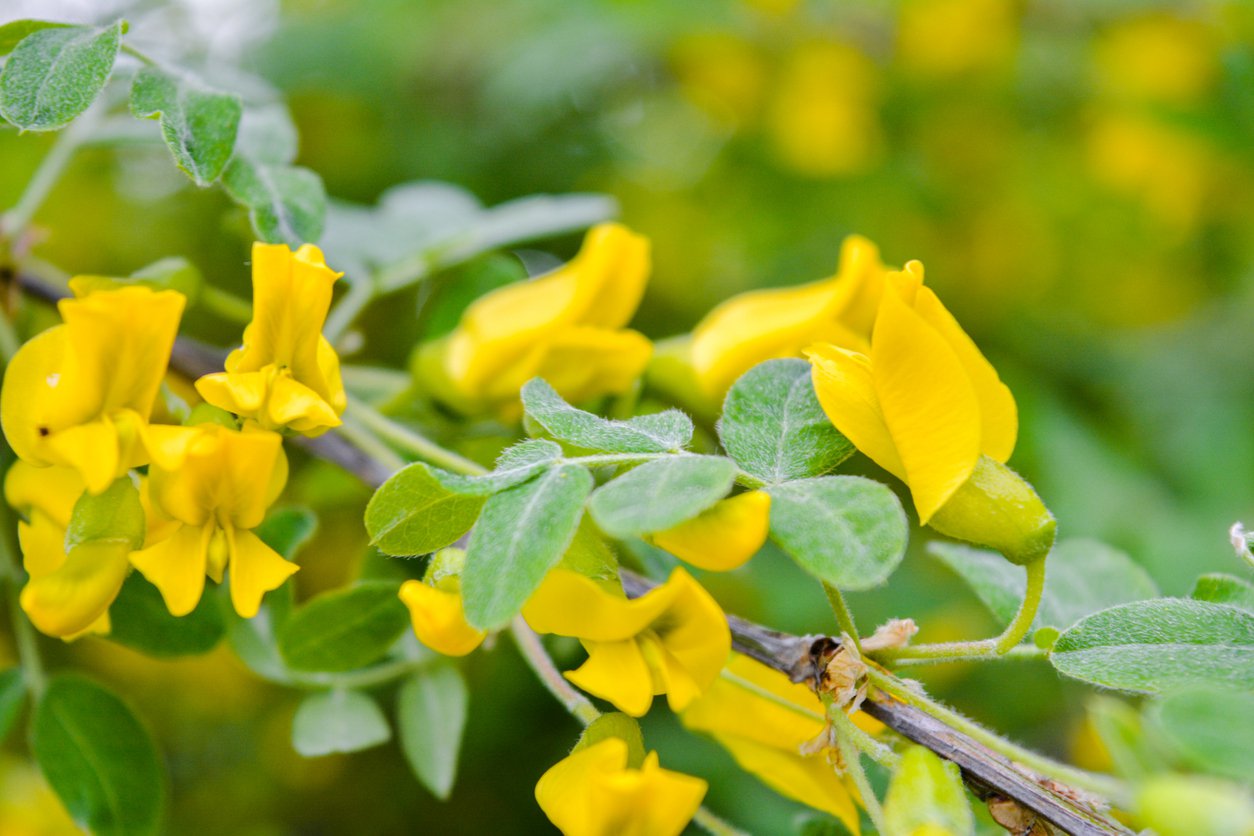 Karagana SYBERYJSKA pendula na pniu - 3