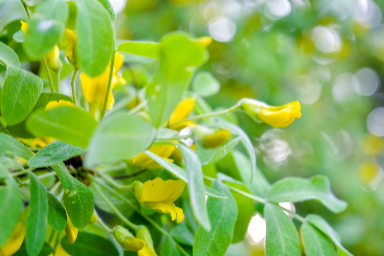 Karagana SYBERYJSKA pendula na pniu - 4