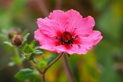 Pięciornik nepalski MISS WILLMOTT