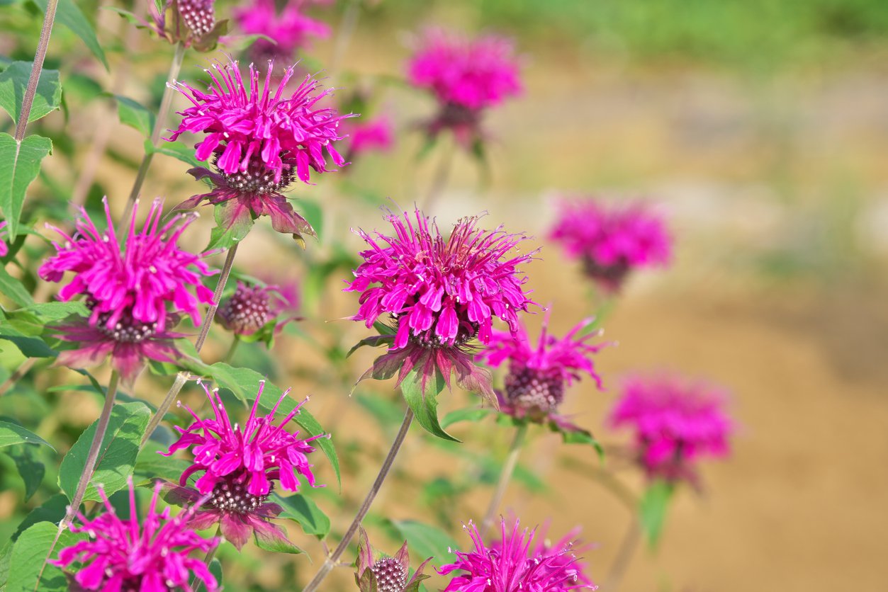 Pysznogłówka BALMY LILAC - 3