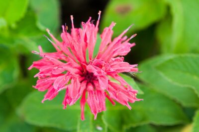 Pysznogłówka BALMY LILAC