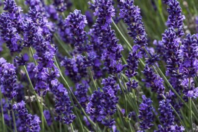 Lawenda VALENCE DARK VIOLET