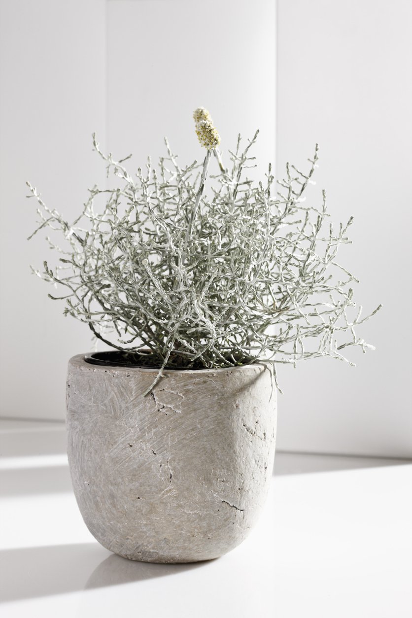 Kalacefalus BROWNA - 3