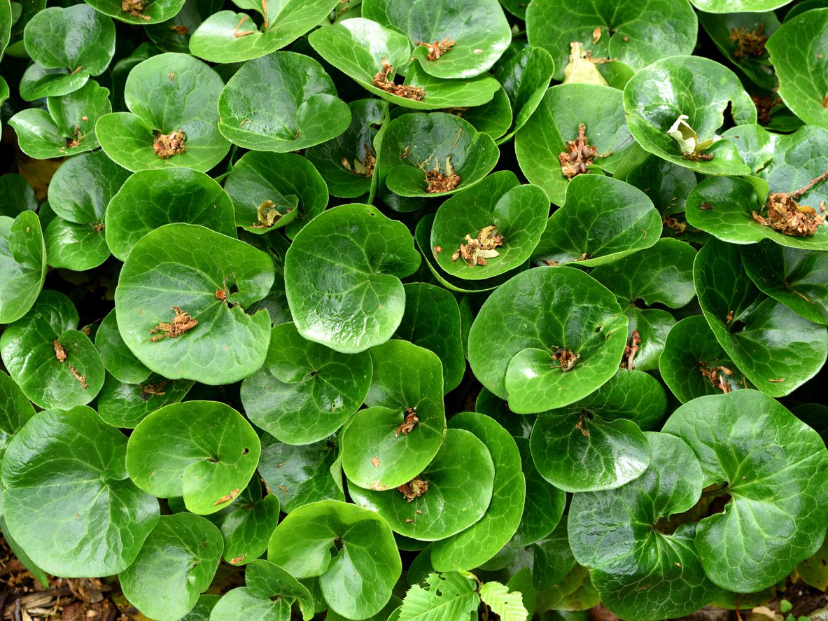 KOPYTNIK POSPOLITY płożący