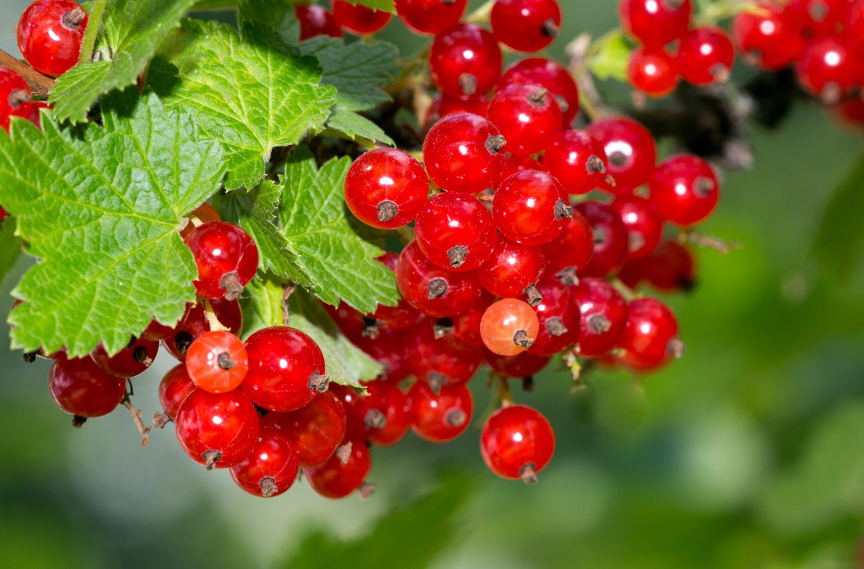 Porzeczka czerwona RONDOM forma krzaczasta - 2