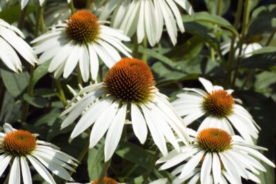 Jeżówka purpurowa POW WOW WHITE