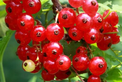 Porzeczka czerwona  JONKHEER VAN TETS na pniu