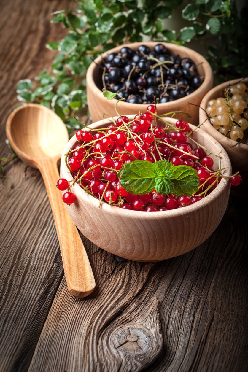 Porzeczka czerwona JONKHEER VAN TETS na pniu - 3