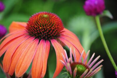 Jeżówka purpurowa LAKOTA ORANGE