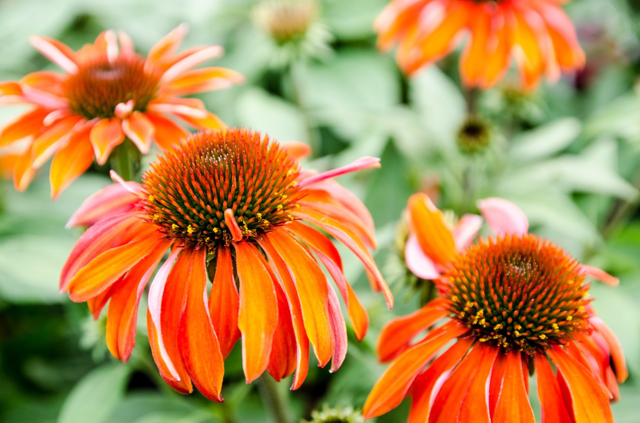 Jeżówka purpurowa LAKOTA ORANGE - 2