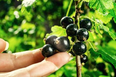 Porzeczka czarna OJEBYN forma krzaczasta