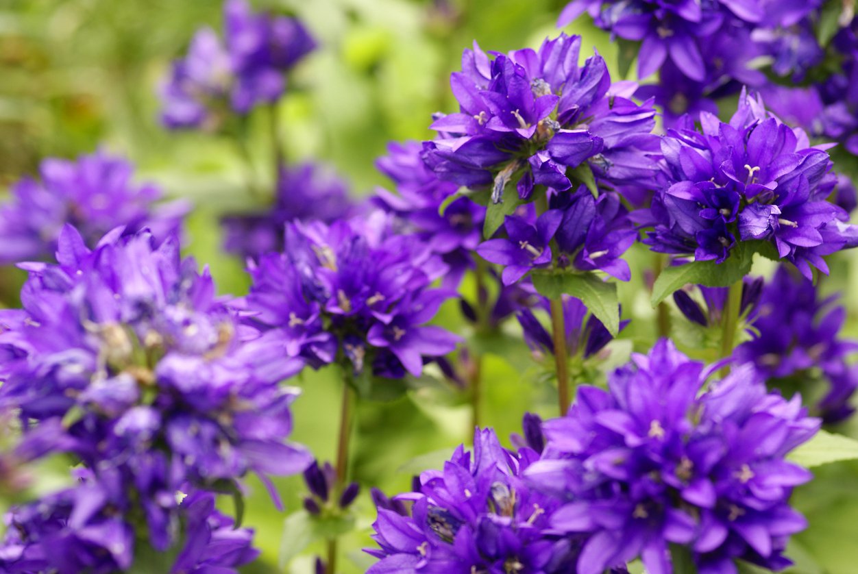 Dzwonek skupiony SUPERBA - 2