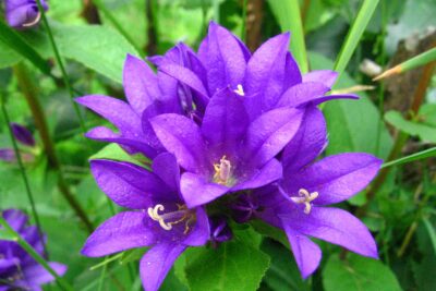 Dzwonek skupiony SUPERBA