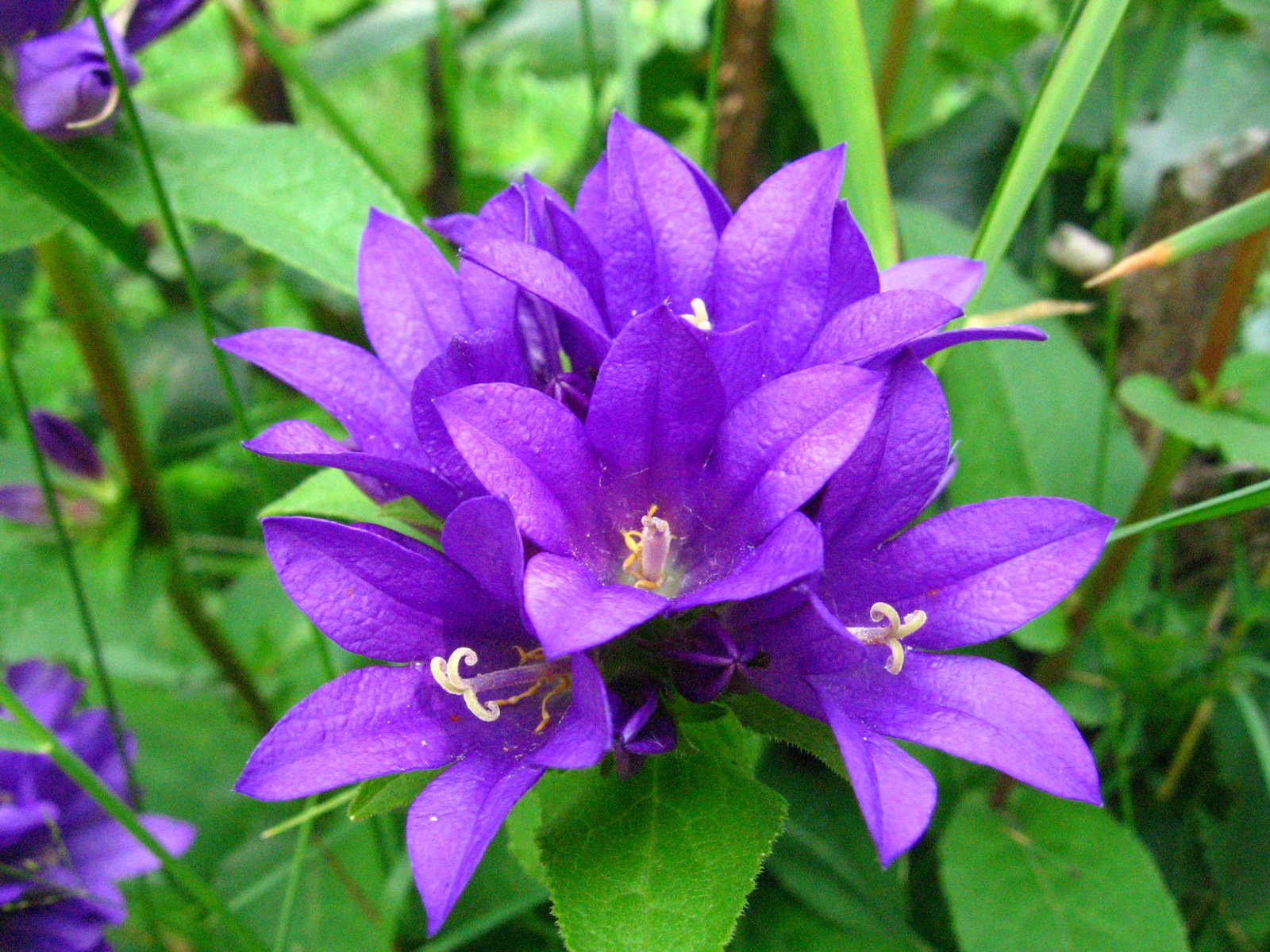 Dzwonek skupiony SUPERBA