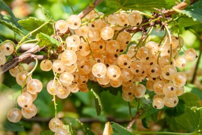 Porzeczka BIAŁA Z JUTERBOG krzew