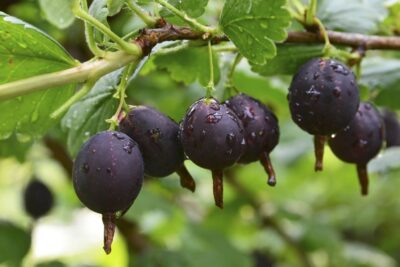 Porzeczkoagrest JOSTA 100cm forma krzaczasta