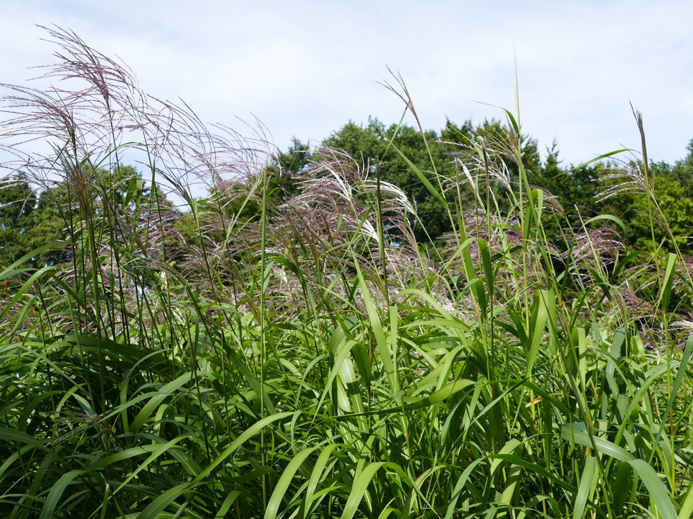 Miskant chiński FERNER OSTEN - 3