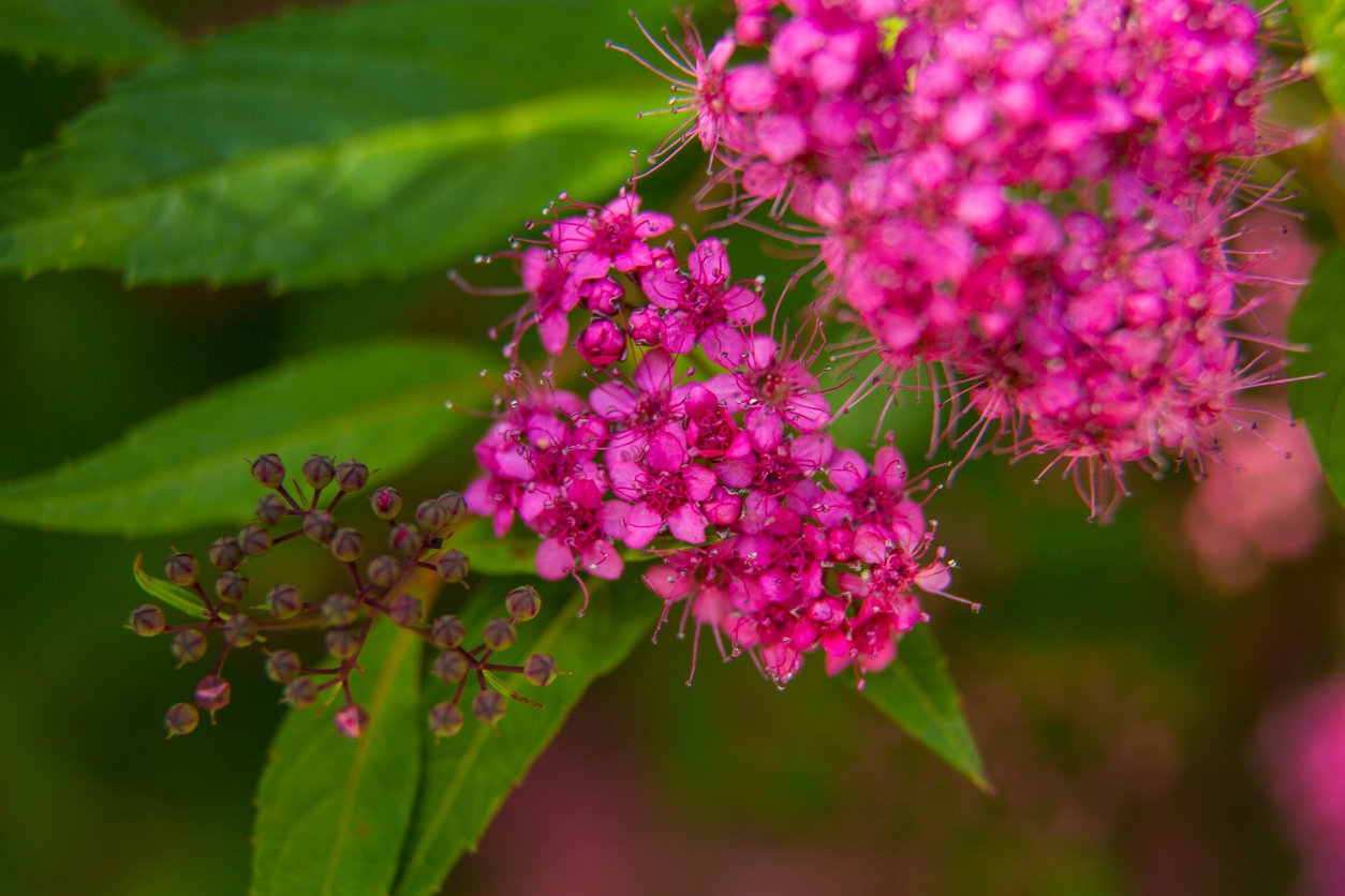 Tawuła japońska SUNDROP - 2