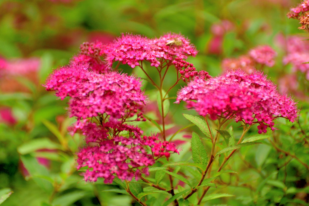 Tawuła japońska SUNDROP