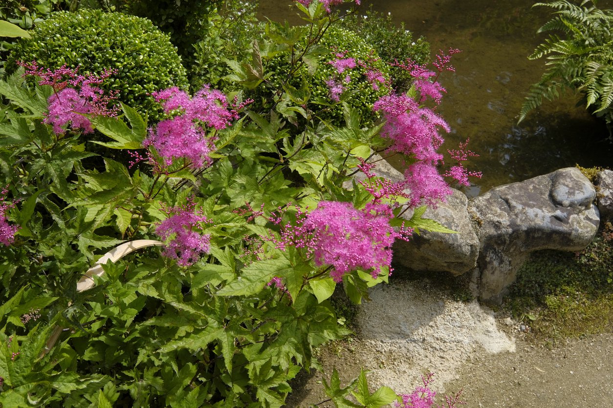 Tawuła japońska SUNDROP - 3