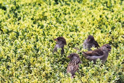 Bukszpan AUREOVARIEGATA