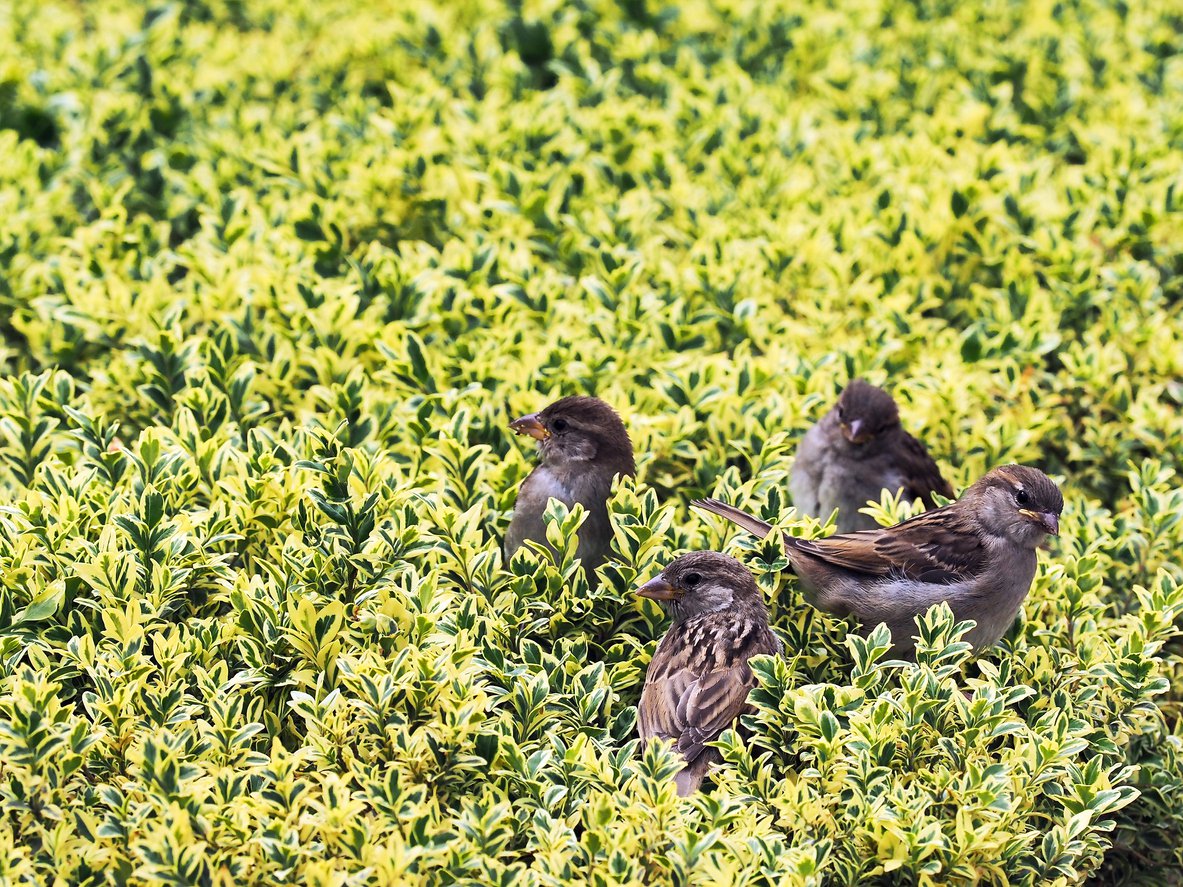 Bukszpan AUREOVARIEGATA