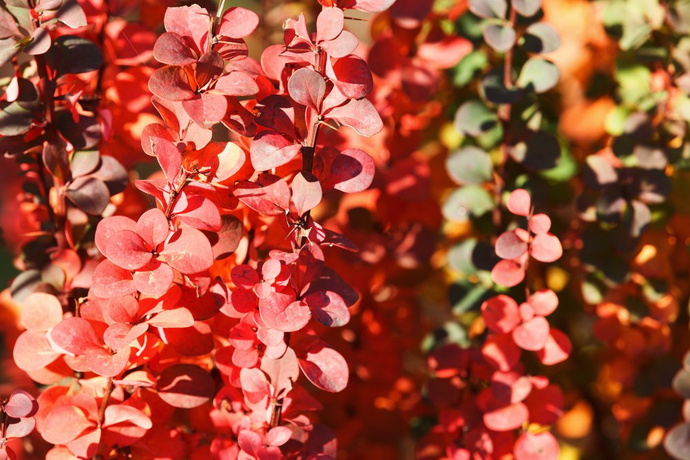 Berberys ORANGE ROCKET - 2