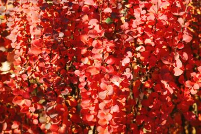 Berberys ORANGE ROCKET