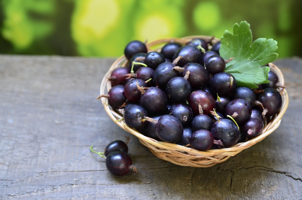 porzeczkoagrest JOSTA na pniu - 3