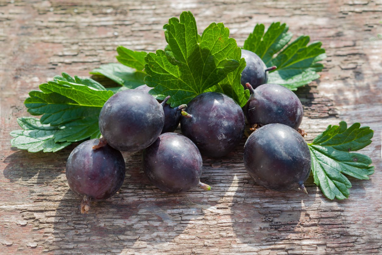 porzeczkoagrest JOSTA na pniu - 2