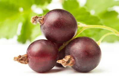 porzeczkoagrest JOSTA na pniu