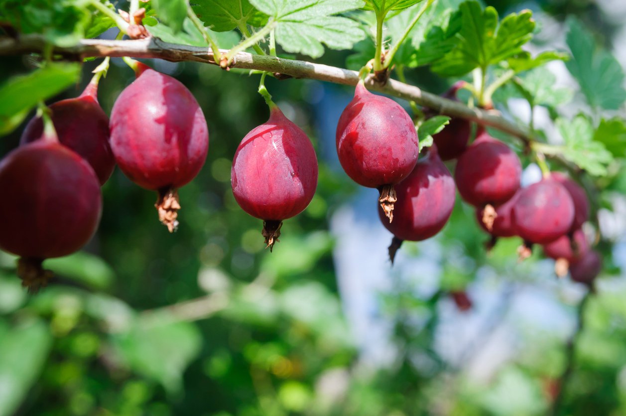 Agrest czerwony NIESŁUCHOWSKI krzew - 2