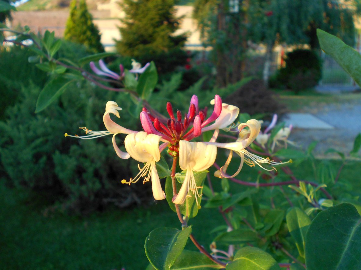 Wiciokrzew Heckrotta GOLDFLAME - 2