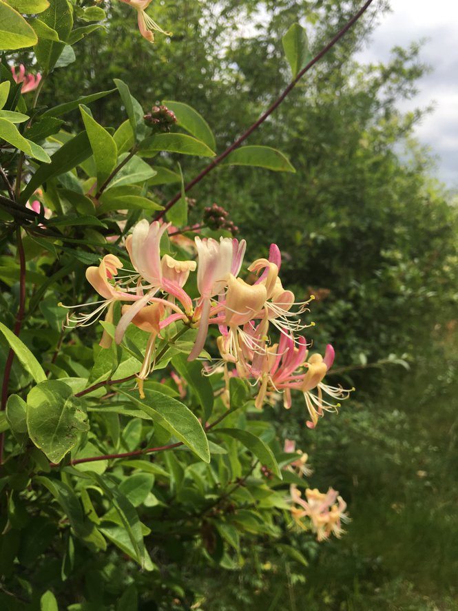 Wiciokrzew Heckrotta GOLDFLAME - 3