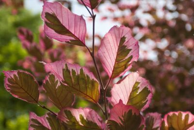 Buk pospolity PURPUREA TRICOLOR