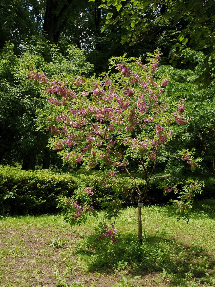 Robinia szczeciniasta HISPIDA 150cm doniczka - 3