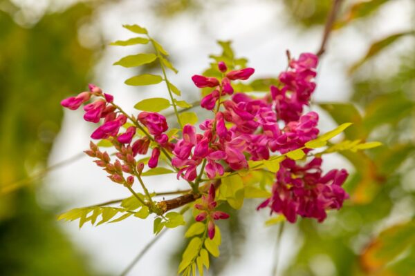 Robinia szczeciniasta HISPIDA 150cm doniczka - 1