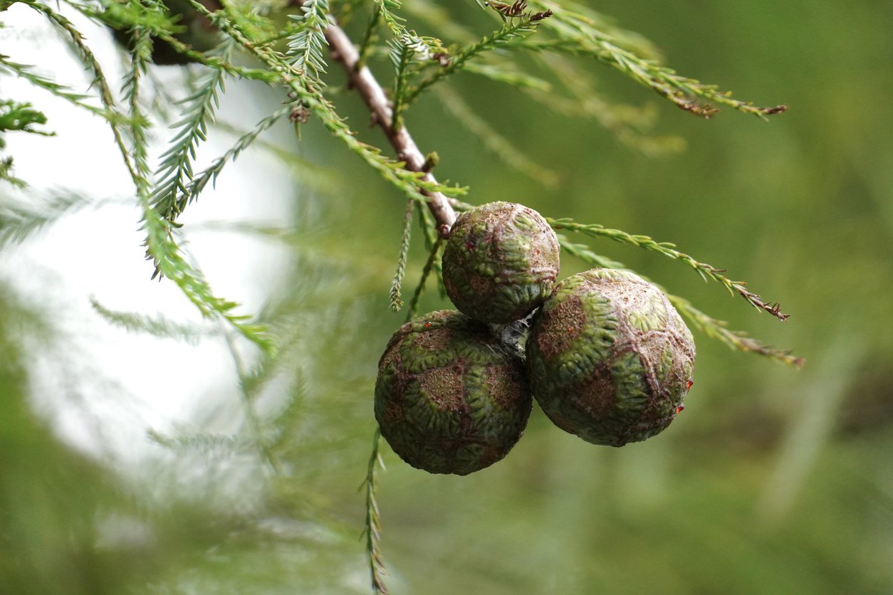 Cypryśnik BŁOTNY - 2