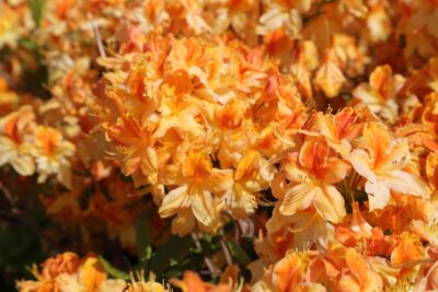 Azalia GOLDEN LIGHTS