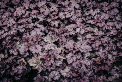 Żurawka DARK SECRET