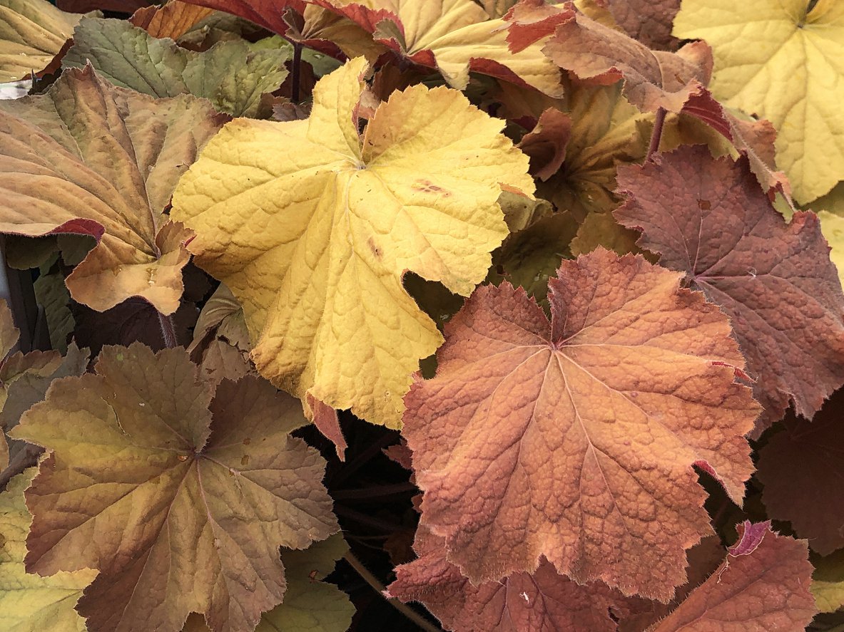 Żurawka CARAMEL - 2