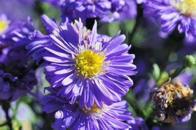 Aster krzaczasty GULIVER