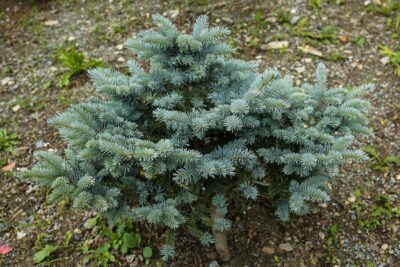 ŚWIERK KŁUJACY WALDBRUNN